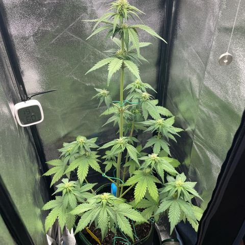 Lola growlog timeline photo