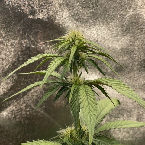Lola growlog timeline photo