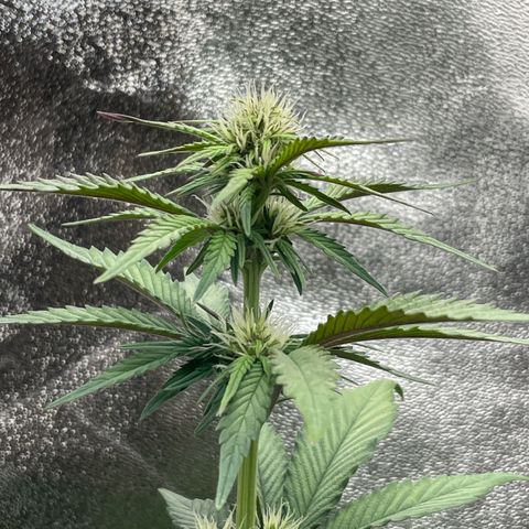 Lola growlog timeline photo