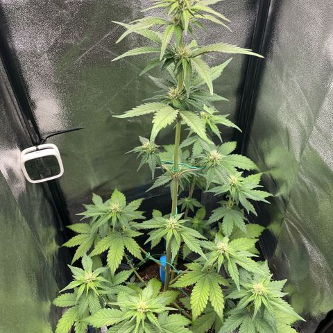 Lola growlog timeline photo