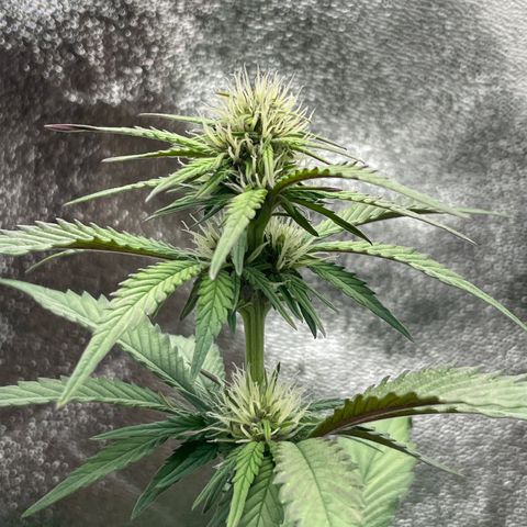 Lola growlog timeline photo