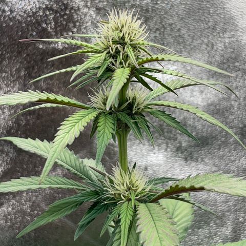 Lola growlog timeline photo