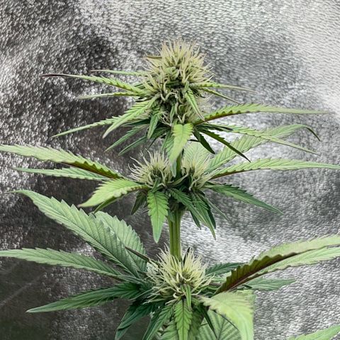 Lola growlog timeline photo