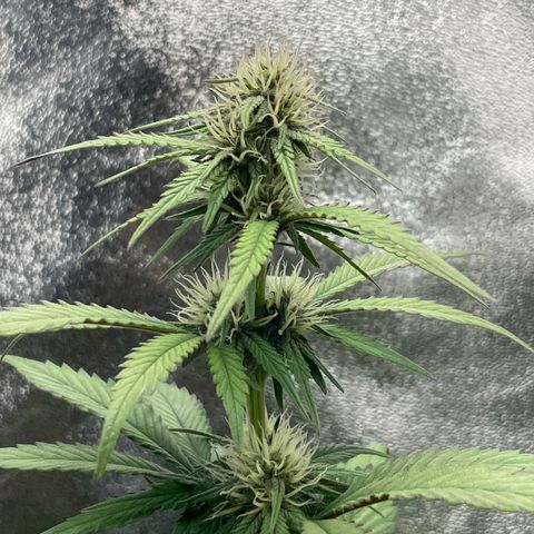 Lola growlog timeline photo
