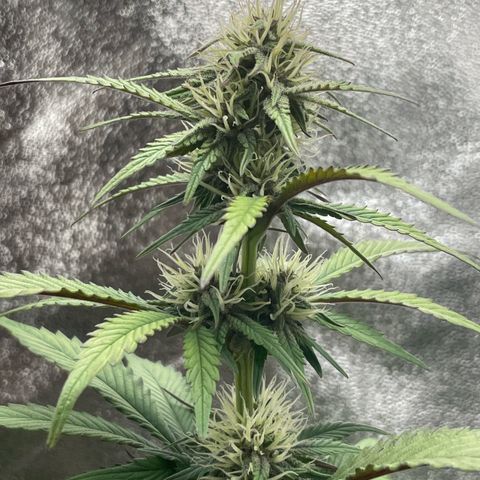 Lola growlog timeline photo