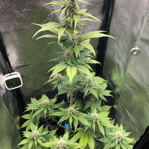 Lola growlog timeline photo