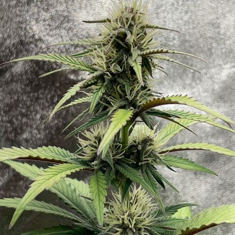 Lola growlog timeline photo
