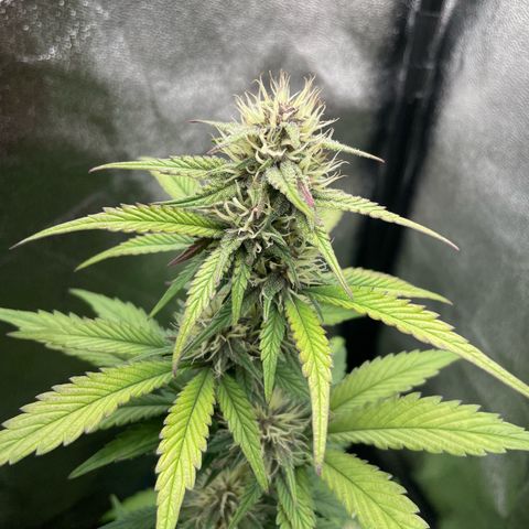 Lola growlog timeline photo