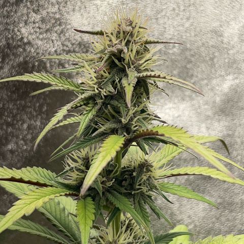 Lola growlog timeline photo