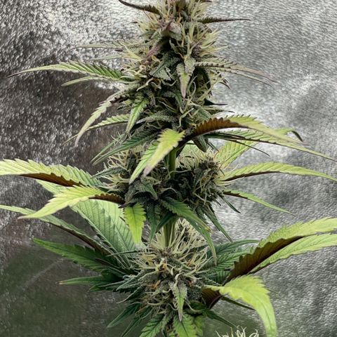 Lola growlog timeline photo