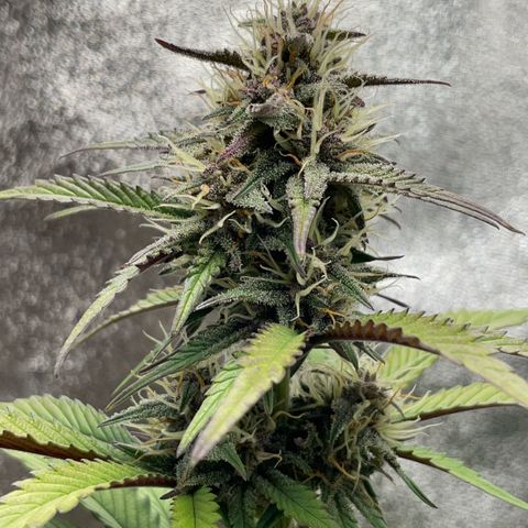 Lola growlog timeline photo