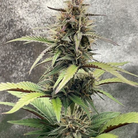 Lola growlog timeline photo