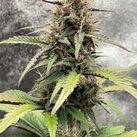Lola growlog timeline photo