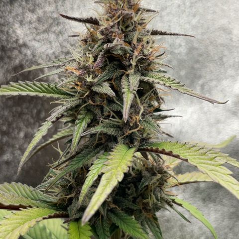 Lola growlog timeline photo