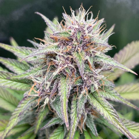 Lola growlog timeline photo