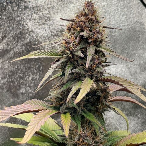 Lola growlog timeline photo