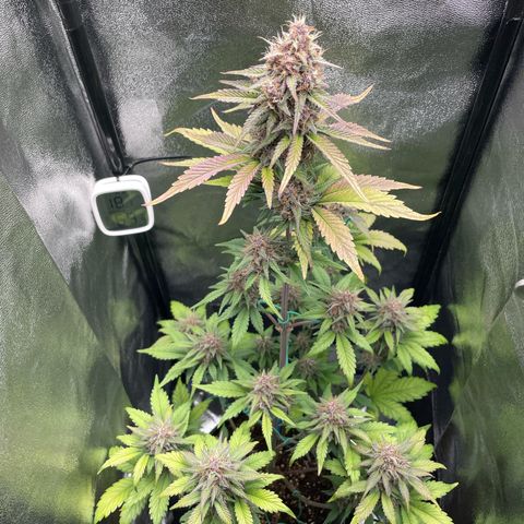 Lola growlog timeline photo