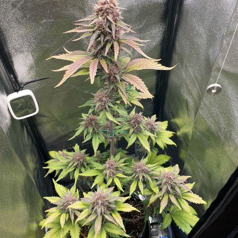 Lola growlog timeline photo