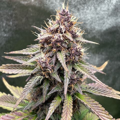 Lola growlog timeline photo