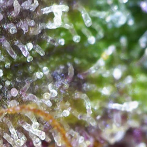 Lola growlog timeline photo