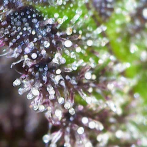 Lola growlog timeline photo