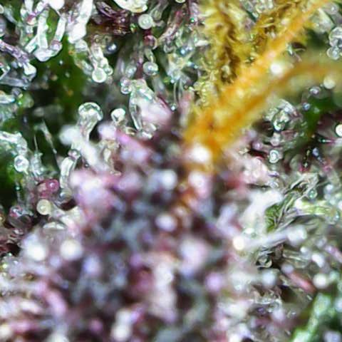 Lola growlog timeline photo