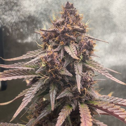 Lola growlog timeline photo