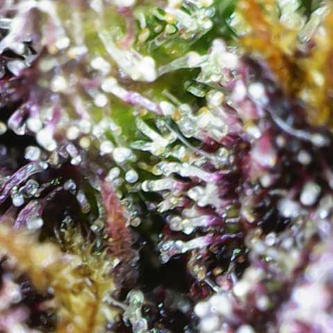 Lola growlog timeline photo
