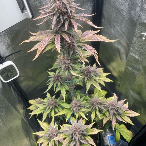 Lola growlog timeline photo