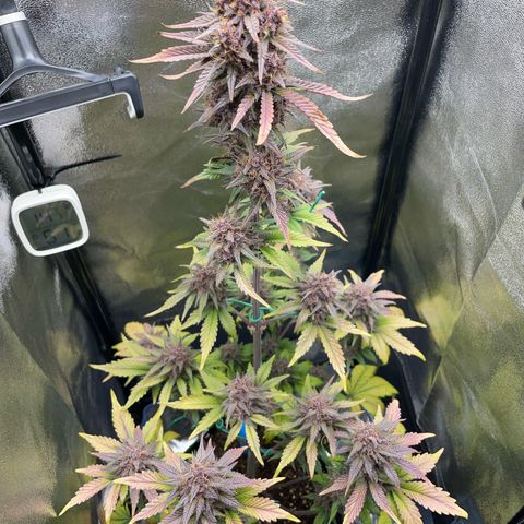 Lola growlog timeline photo