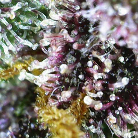 Lola growlog timeline photo