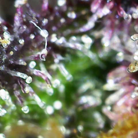 Lola growlog timeline photo