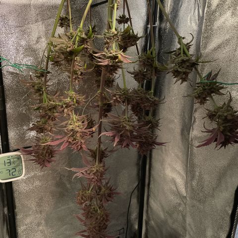Lola growlog timeline photo