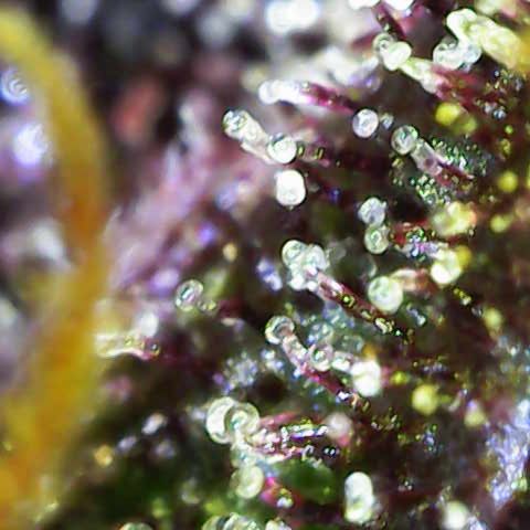 Lola growlog timeline photo