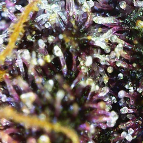 Lola growlog timeline photo