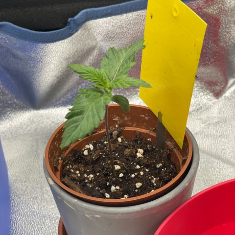 Regina growlog timeline photo
