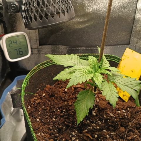 Regina growlog timeline photo
