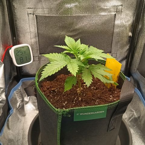 Regina growlog timeline photo