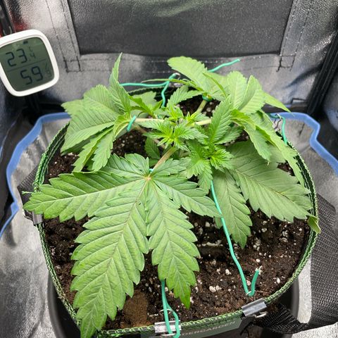 Regina growlog timeline photo