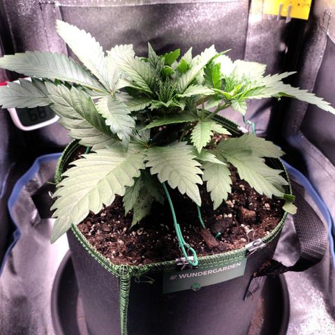 Regina growlog timeline photo