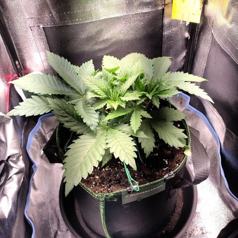 Regina growlog timeline photo