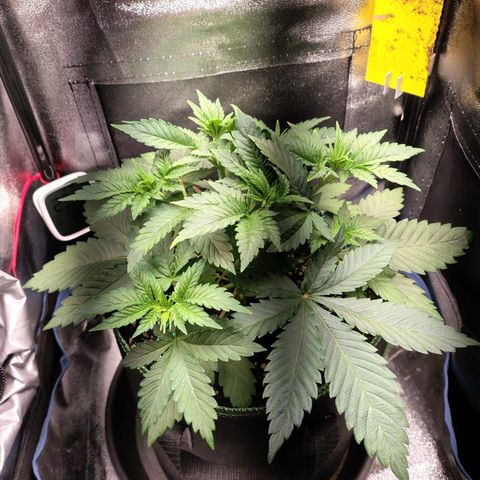 Regina growlog timeline photo