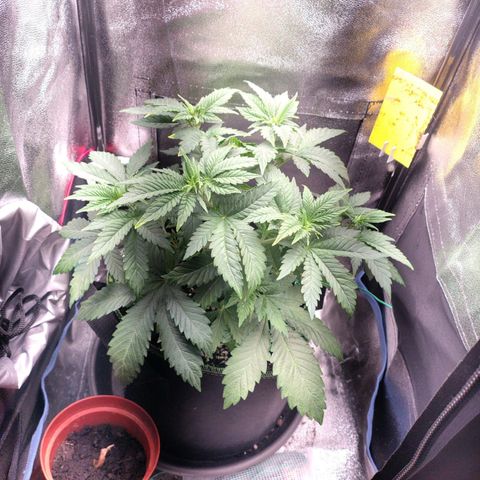 Regina growlog timeline photo