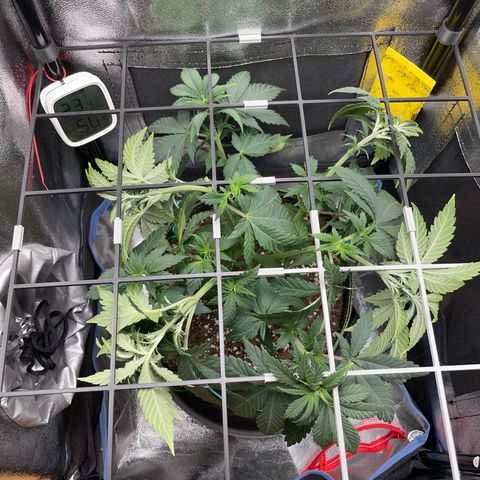 Regina growlog timeline photo