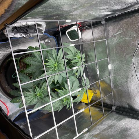 Regina growlog timeline photo