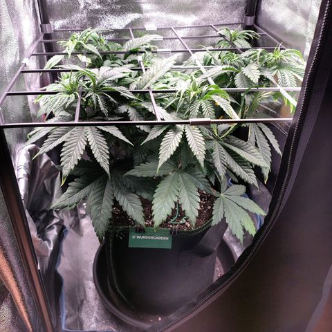 Regina growlog timeline photo