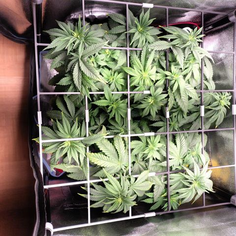 Regina growlog timeline photo