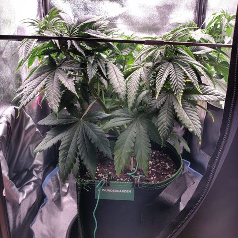 Regina growlog timeline photo