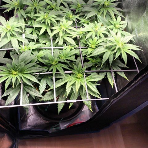 Regina growlog timeline photo