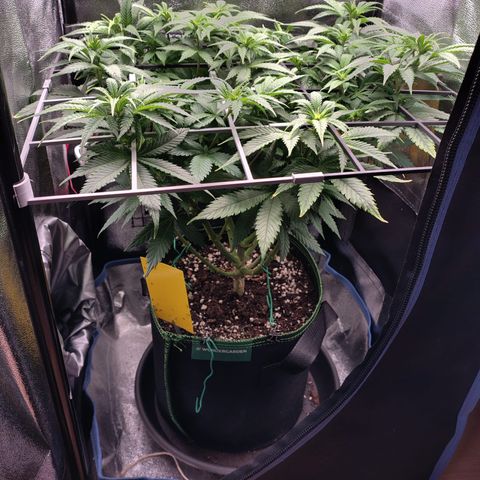 Regina growlog timeline photo